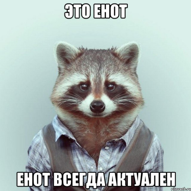20 правил жизни енотов