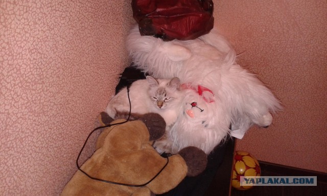 Котовторник
