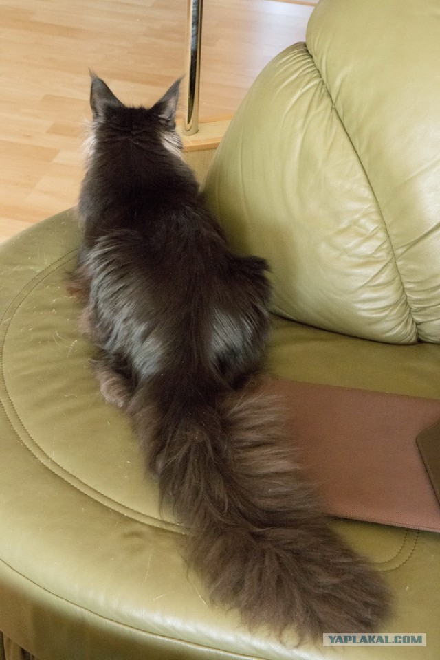Котовторник 31.03.2015