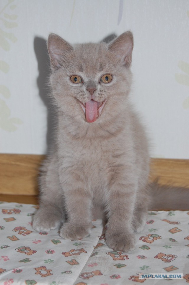 Котовторник 07 04 2015