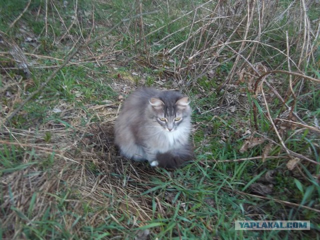 Жизнь домашнего приюта для котеек