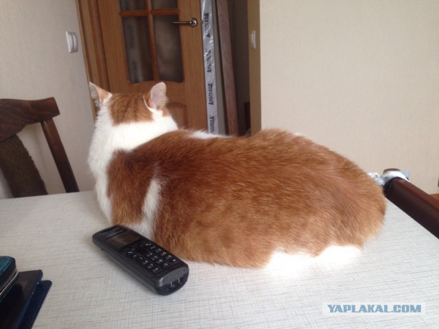 Котовторник 20.10.2015