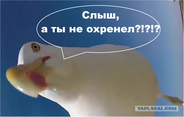 Полет Карлсона над домом Генпрокурора Чайки