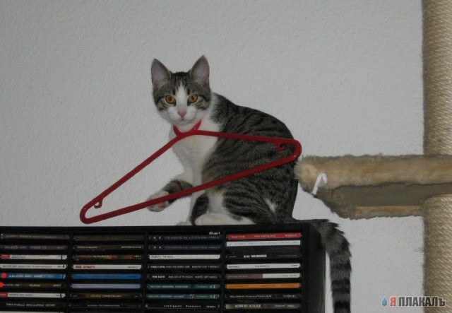 Коты, кошки, котята