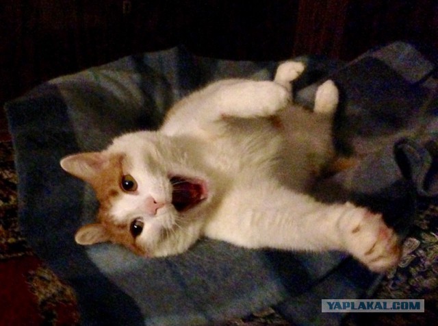 Новогодний котовторник,05.01.16.