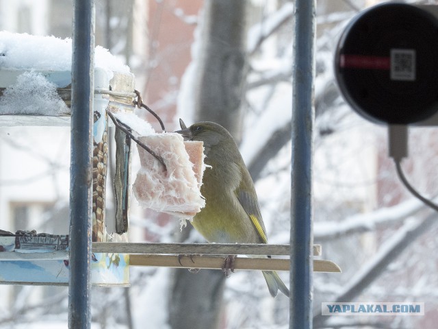 Кормушка для птиц  за выходные