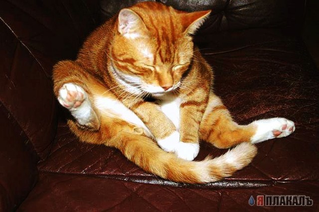 Коты, кошки, котята