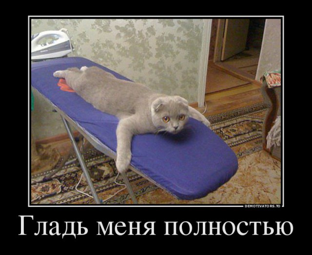 Коты пришли гладиться. Только и всего