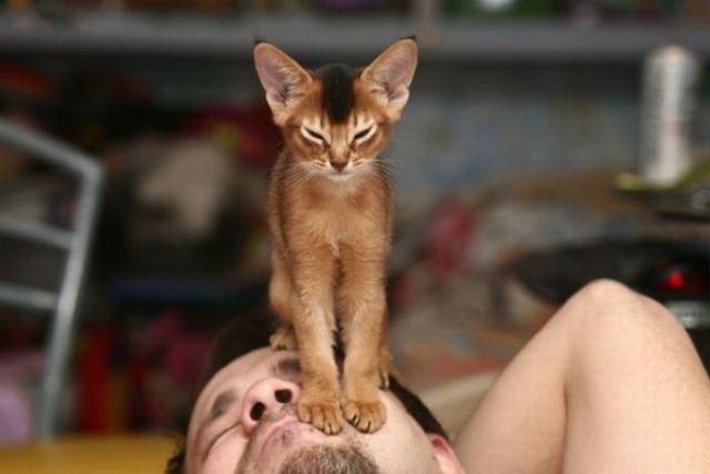 Коты из сети