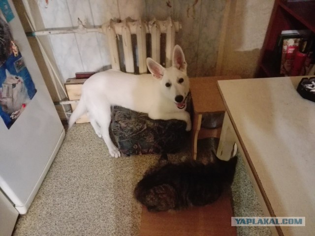 К собакочетвергу #2