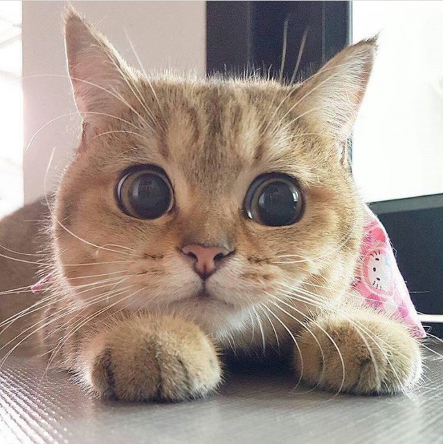 Коты и Кошки
