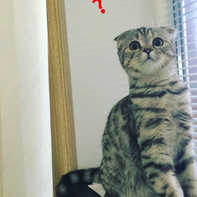 Коты и Кошки