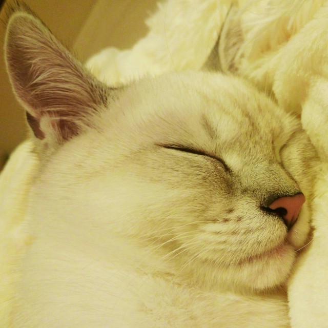 Коты и Кошки