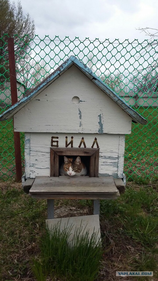 Котовторник 16.05.2017