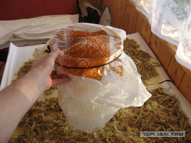 Как я сосновую пыльцу собирал...