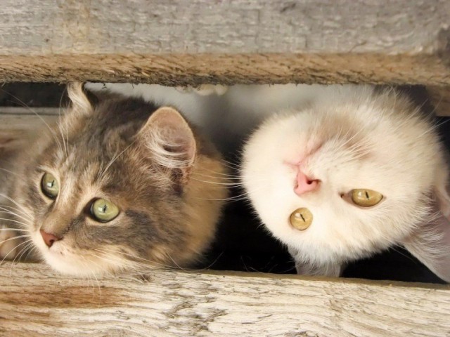 Коты и Кошки