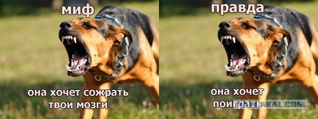 10 мифов о животных, в которые мы до сих пор верим