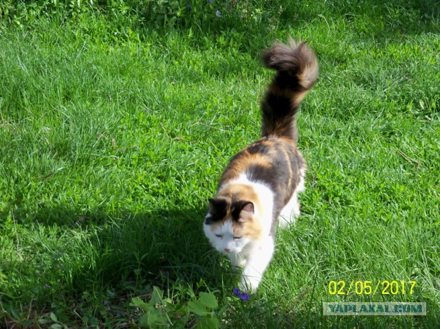 Осеннему котовторнику быть!