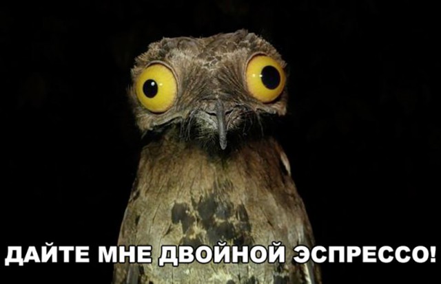 Подборка забавных животных