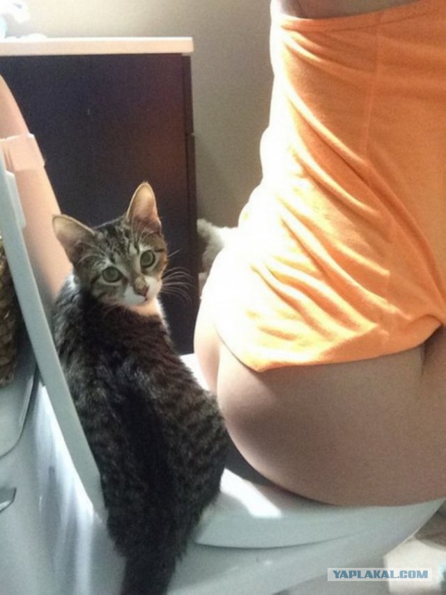 Мы не рабы! Рабы не мы! (котовторнику посвящается)