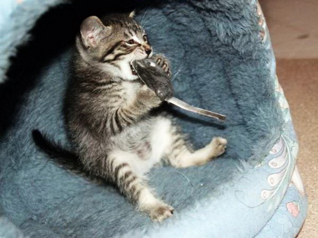 Коты и Кошки