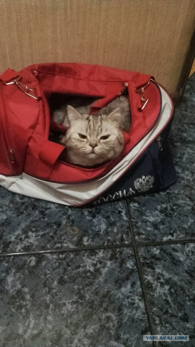 Котовторник
