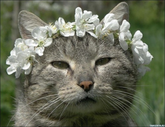 Коты и Кошки