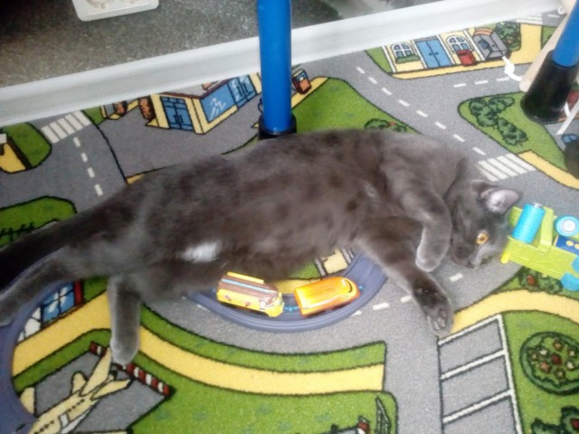 Котовторник