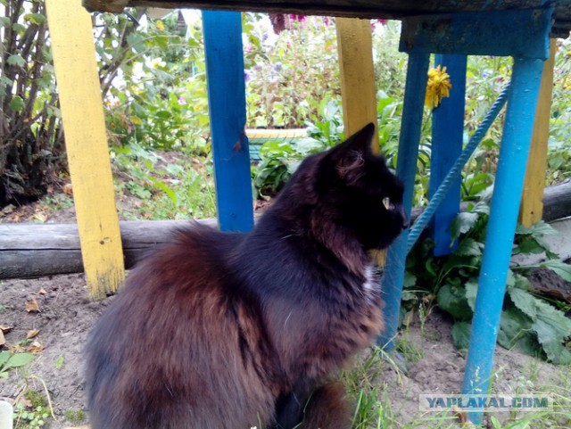 Котовторник 20.03.2018