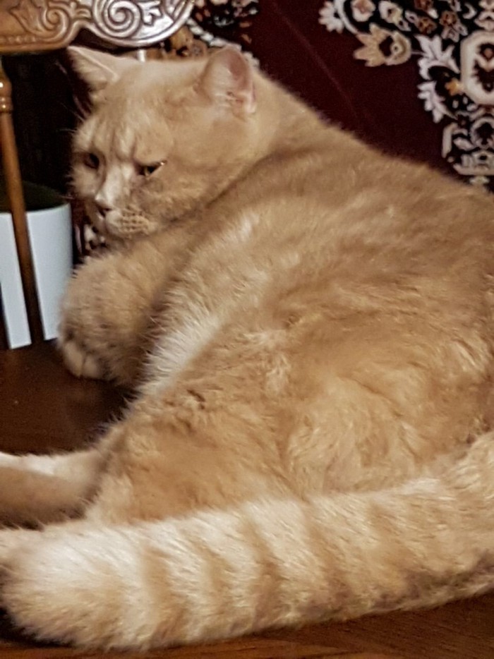 Котовторник 19.06.2018