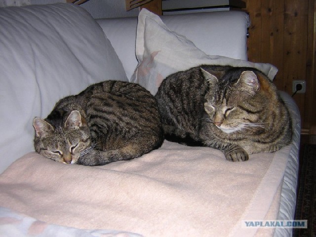 Котовторник (16.09.08)