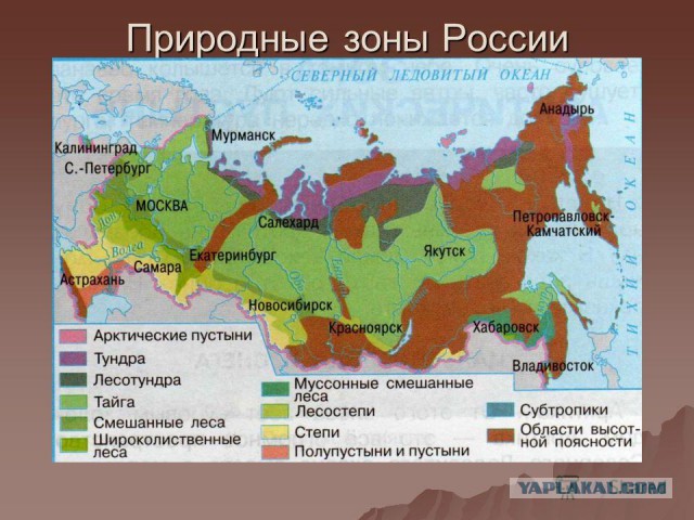 Я знаю как лечить веганов