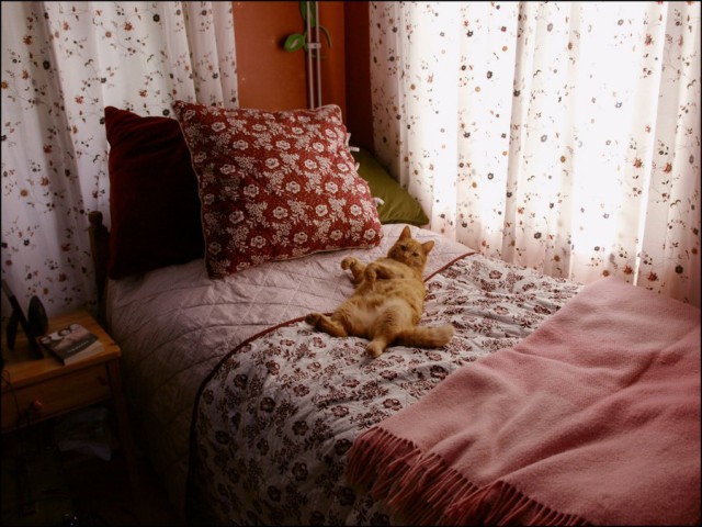 Прикольных котов пост