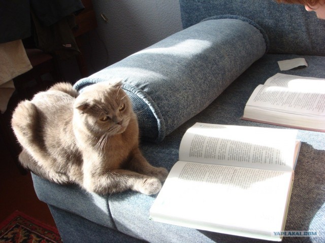 Котовторник стартует
