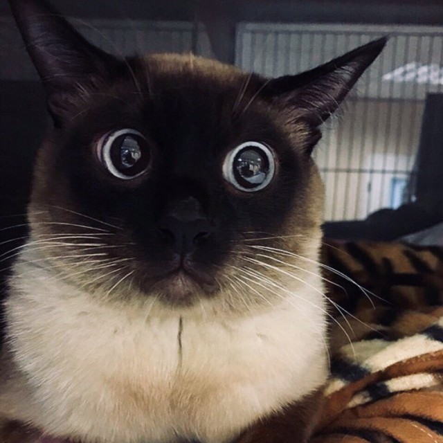 Прикольных котов пост