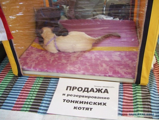 Сонный Котовторник