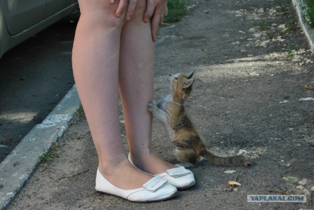 Котовторник!