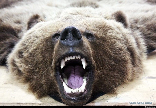 Вечно живые