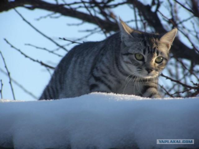Котовторник (31.01.2012)