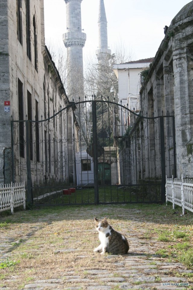Котовторник 27.03.2012