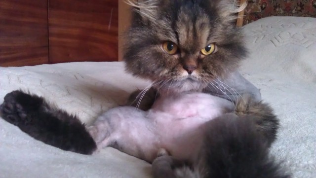 Котовторник  от 3.04.2012
