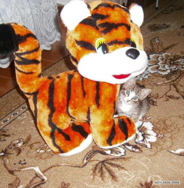 Котовторник 31.07.2012 г.