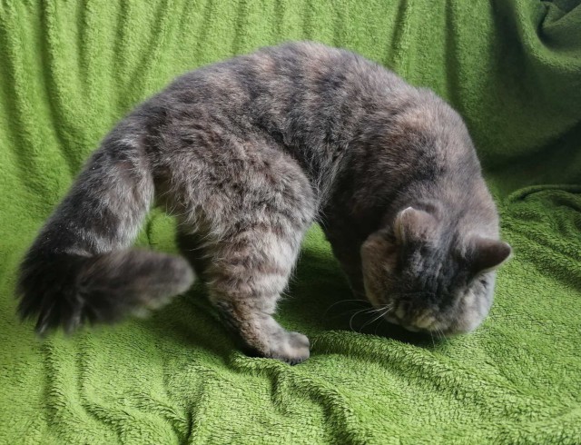 Прикольных котов пост