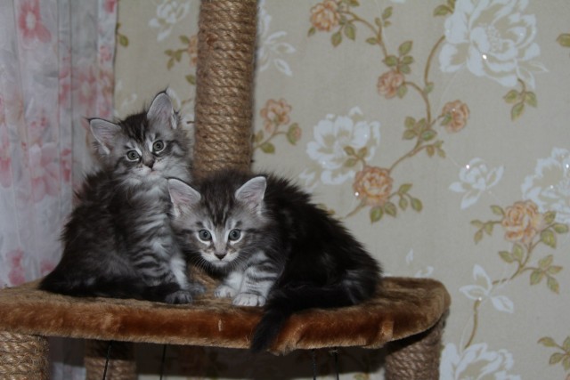 Котовторник  14.08.2012.