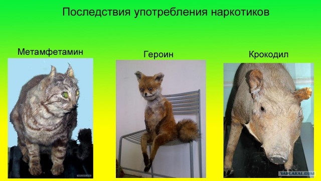 Зоопарк чучел