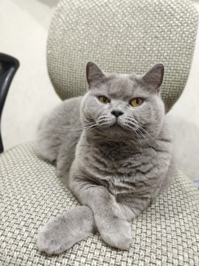 С Днём кошки!