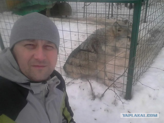 Якутский водитель Белаза подобрал щенка, который с ним прожил 6 месяцев, после чего выяснилось, что это волк