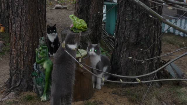 Котовторник! начнем? 04.06.19