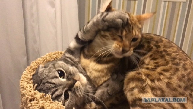 Начнем котоФторник?