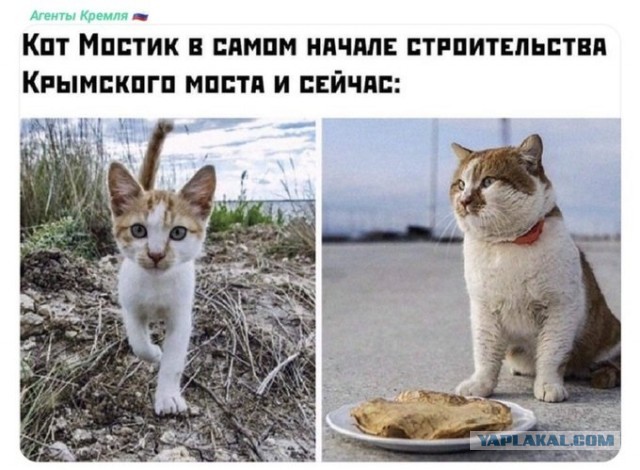 Кот Мостик встретил первый пассажирский поезд на Крымском мосту